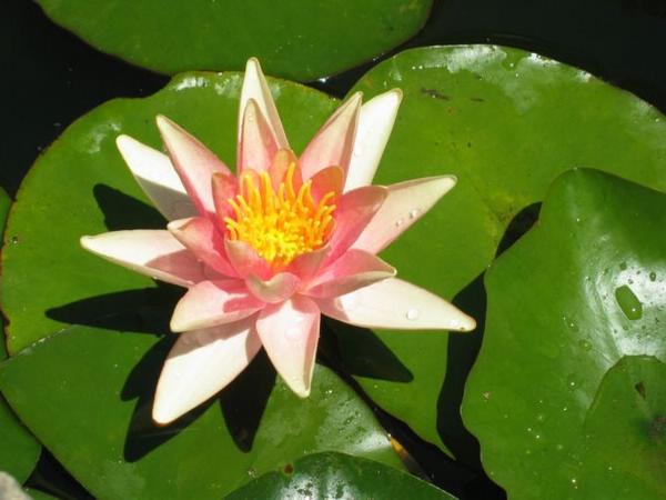 2005-06-12h Water Lily.JPG