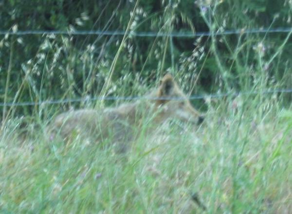 2005-06-22d Coyote.JPG