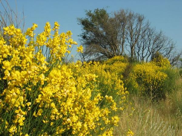 2005-06-24b Wayside Flowers.jpg