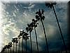 2005-01-13l Palms Trees.jpg