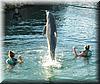 2005-01-25i Dolphin Jump.JPG