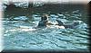 2005-01-25l Swim With Dolphins.JPG