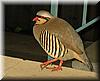 2005-03-04 Birdie.JPG