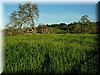 2005-03-10a Green Arastradero.JPG