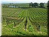 2005-04-02e Vineyards.JPG