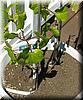 2005-06-11b Chardonnay.jpg