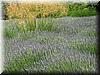 2005-06-12d Lavender Detail.JPG