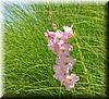 2005-06-12f Flower.JPG