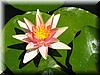 2005-06-12h Water Lily.JPG