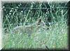 2005-06-22d Coyote.JPG