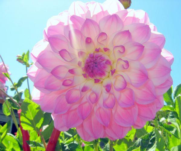 2005-07-03g Flower Glory.jpg