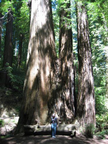 2005-07-04c Redwoods.jpg