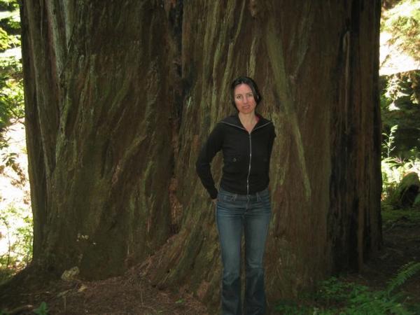 2005-07-04d Big Tree.jpg