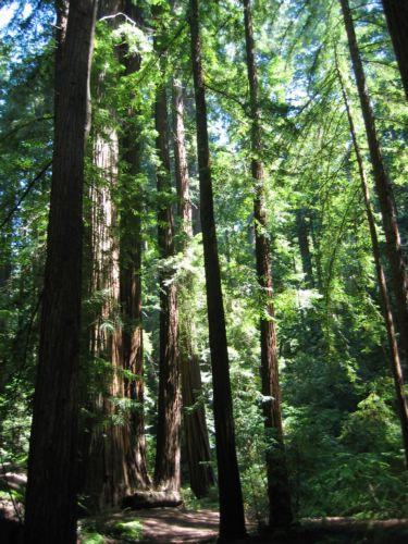 2005-07-04e More Redwoods.jpg