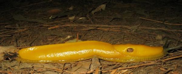 2005-07-04f Banana Slug.jpg