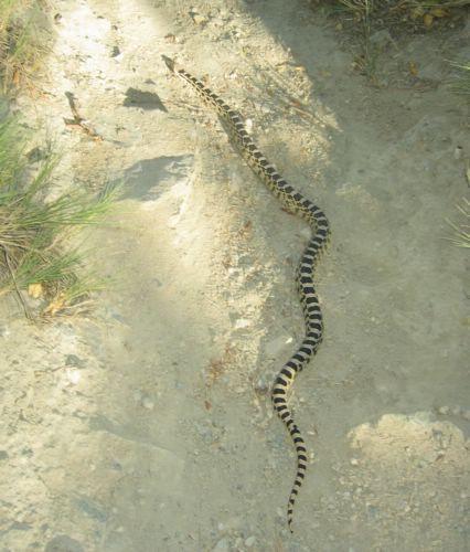 2005-08-13k Snake.JPG