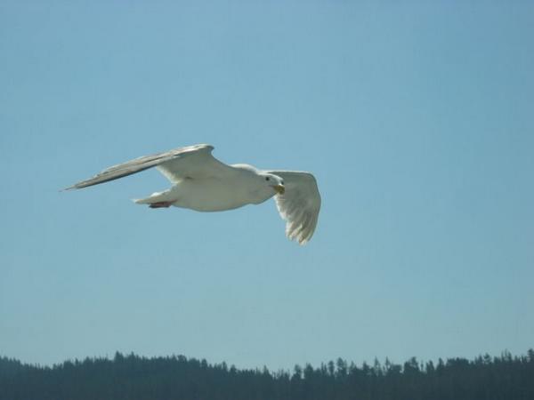 2005-08-14c Seagull.JPG