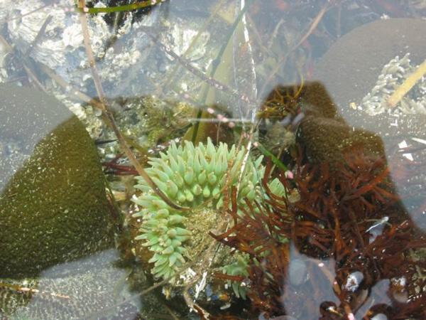 2005-08-17j Sea Anemone.JPG