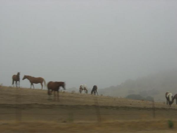 2005-08-23h Fog 8.JPG