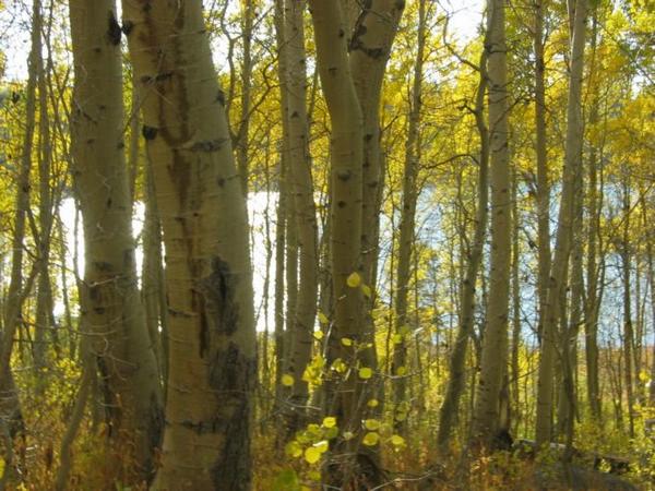 2005-10-08w Aspens and Lake.JPG