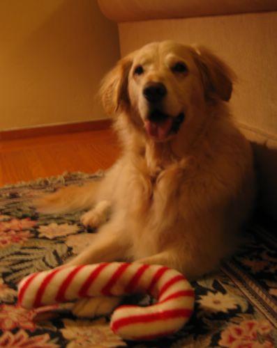 2005-12-21 Sunday's Cane.JPG