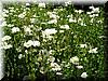 2005-07-02g Nursery Flowers 2.jpg