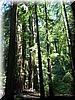 2005-07-04e More Redwoods.jpg