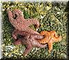 2005-08-17k Starfish Dance.JPG