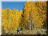 2005-10-08c Aspens.JPG