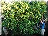 2005-10-16o Lemon Tree.JPG