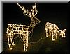 2005-12-17b Headless Reindeer.JPG