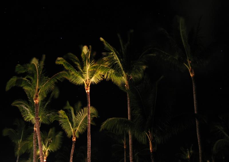 2003-01-01h Lit palm trees.JPG