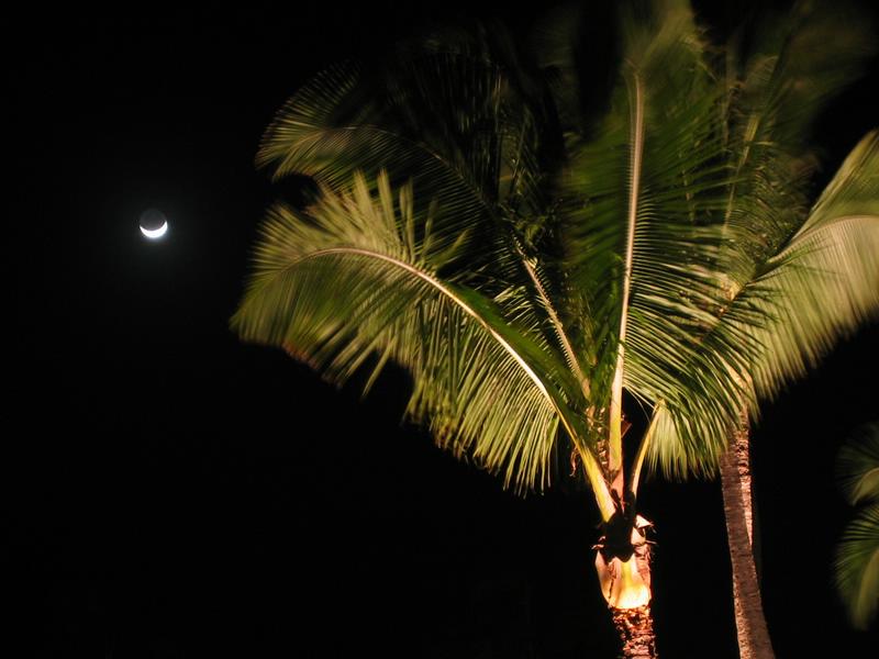 2003-01-05g Palm and moon.JPG