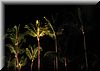 2003-01-01h Lit palm trees.JPG