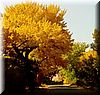 2002-11-01b Fall colors.JPG