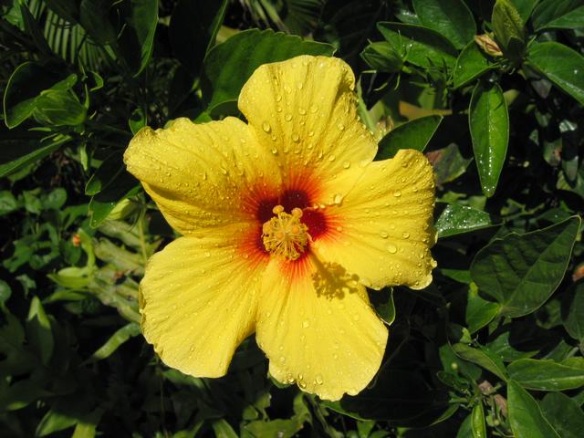 Best Photo 007 - Hibiscus.JPG