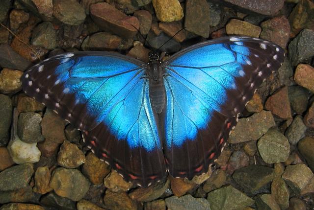 Best Photo 080 - Belize Butterfly.JPG