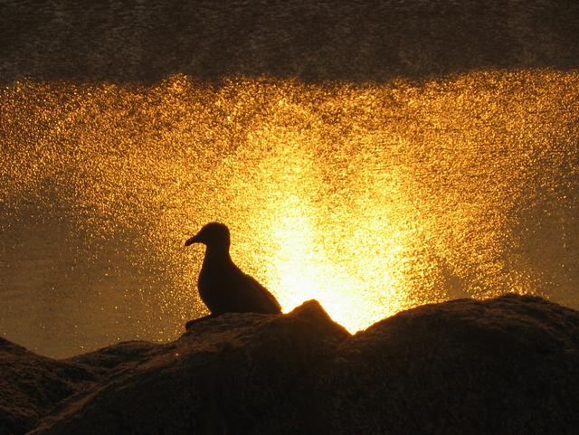 Best Photo 116 - Beach Dove.JPG