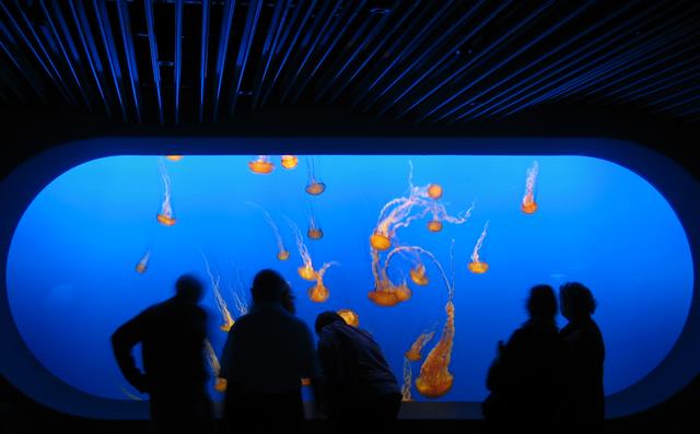 Best Photo 123 - Monterey Aquarium Jellyfish 1.JPG