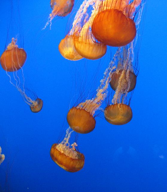 Best Photo 124 - Monterey Aquarium Jellyfish 2.JPG