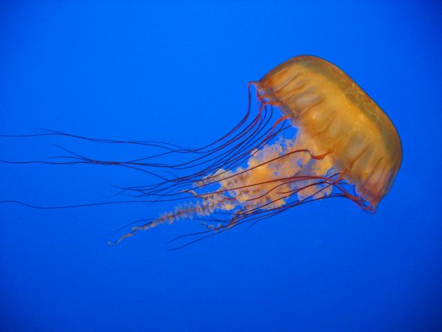 Best Photo 125 - Monterey Aquarium Jellyfish 3.JPG