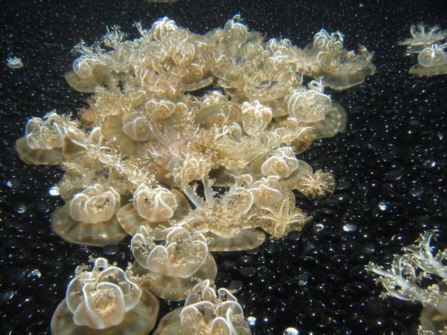 Best Photo 126 - Monterey Aquarium Jellyfish 4.JPG
