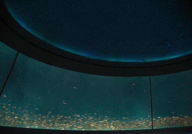 Best Photo 127 - Monterey Aquarium Fish Pool.JPG