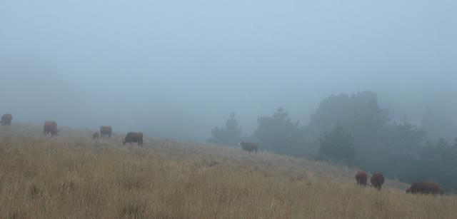 Best Photo 132 - Cows in the Mist.JPG