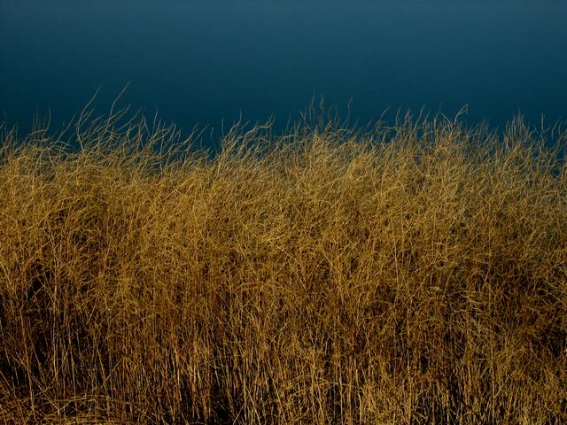 Best Photo 149 - Shoreline Grass 1.JPG