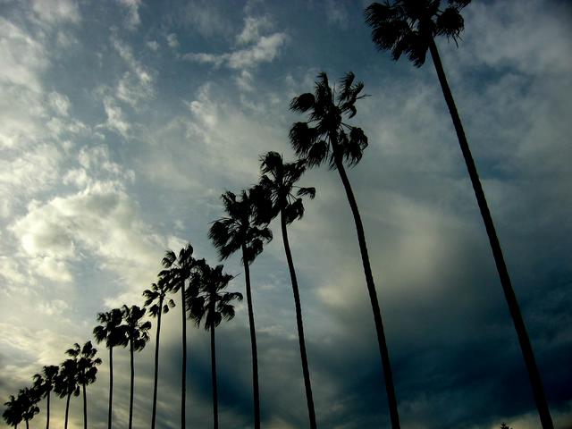 Best Photo 156 - San Diego Palm Trees.jpg