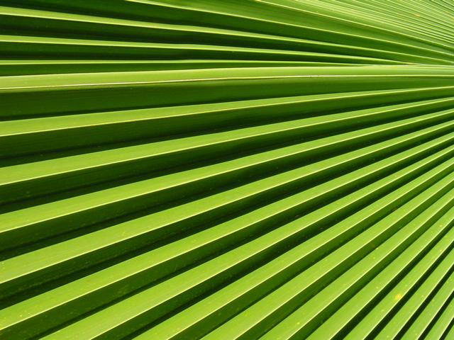 Best Photo 163 - St. Lucia Palm.jpg
