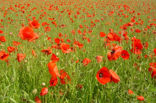 Best Photo 182 - Walldorf Poppies 1.jpg