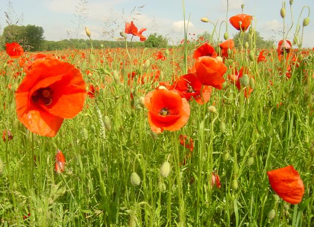 Best Photo 183 - Walldorf Poppies 1.jpg