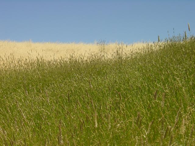 Best Photo 189 - Summer Grass 1.jpg